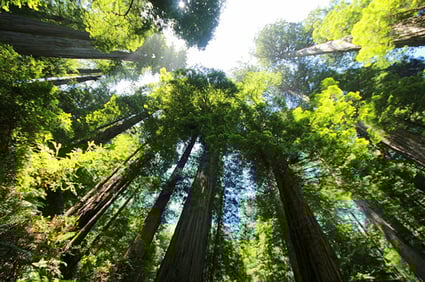 Marketing results Image of forest.