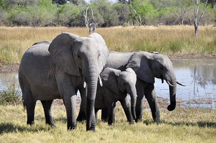 Image of a group of elephants, representing customers who remember every details about businesses.