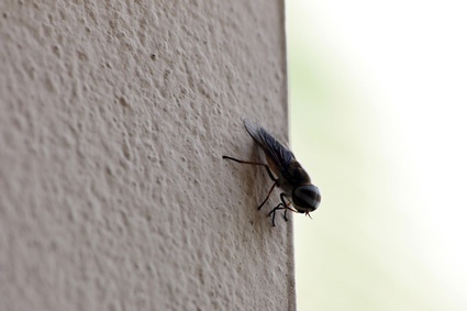 Image of fly on wall. Inbound marketers don't need to be flies on walls to understand their customers' needs.