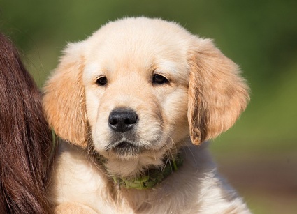 Image of a golden retriever puppy