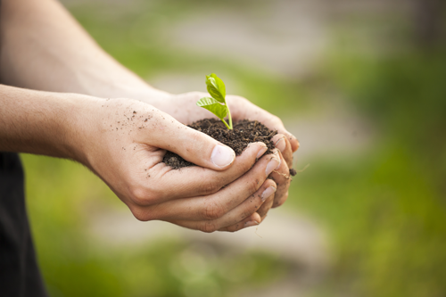 Image of hands holding seedling. Leads and prospects need to be nurtured through social media marketing, email, targeted content and other inbound marketing strategies.