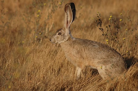 Image of a jackrabbit. Inbound marketing agencies can help organizations recognize quicker results from their marketing efforts. 