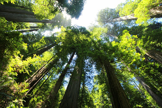 Picture of giant sequoias. Grow your organization to new heights with inbound marketing tools and solutions.