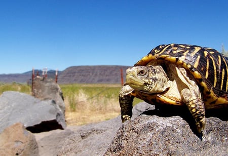 Image of turtle, representing slow and steady inbound marketing tactics. Some inbound marketing strategies can provide quick and measurable results.