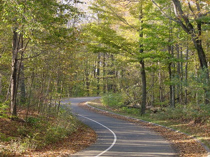 Image of path winding through forest. A mission tied to your web design path can ensure it is successful.