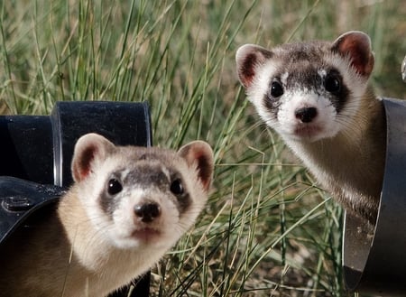 image of two black footed ferrets representing dyanmic duo of inbound marketing strategy and the sales funnel