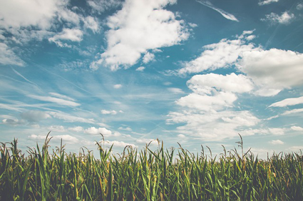 Image of corn field referencing Field of Dreams and effective website design.