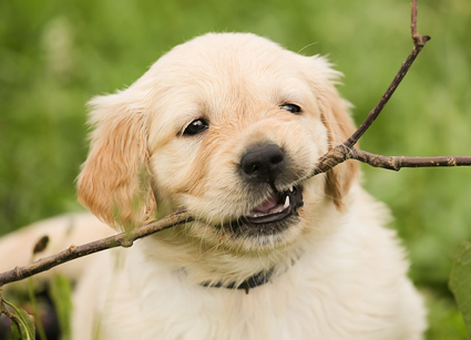 Image of golden retriever puppy chewing on stick. Inbound marketing agencies are long term investments that help businesses grow.