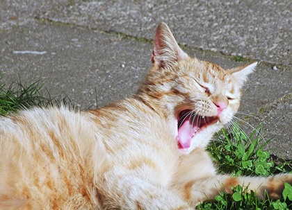 Image of cat yawning. Bored marketers make boring camaigns, and boring campaigns bore customers.