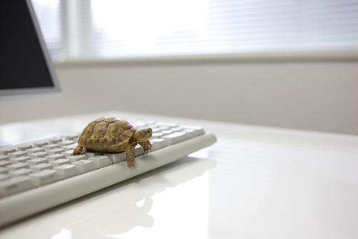 Image of turtle climbing on computer keyboard